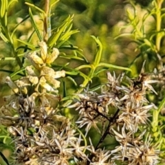 Cassinia quinquefaria at Isaacs Ridge and Nearby - 16 Jun 2024