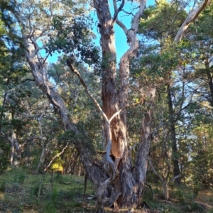 Eucalyptus polyanthemos at Isaacs Ridge and Nearby - 16 Jun 2024