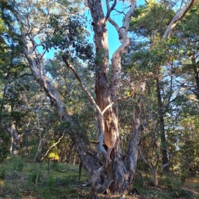 Eucalyptus polyanthemos (Red Box) at Isaacs Ridge and Nearby - 16 Jun 2024 by Mike