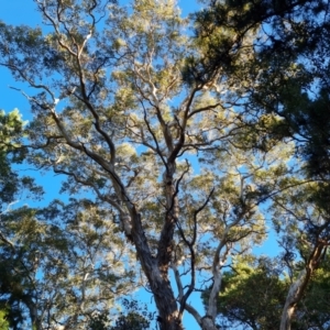 Eucalyptus polyanthemos at Isaacs Ridge and Nearby - 16 Jun 2024