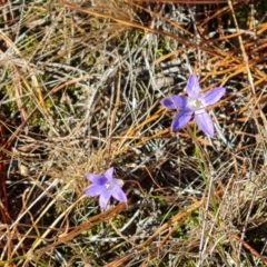 Wahlenbergia sp. (Bluebell) at Isaacs, ACT - 16 Jun 2024 by Mike
