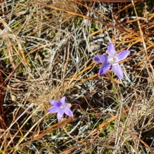 Wahlenbergia sp. at Isaacs, ACT - 16 Jun 2024