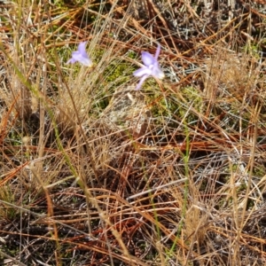 Wahlenbergia sp. at Isaacs, ACT - 16 Jun 2024