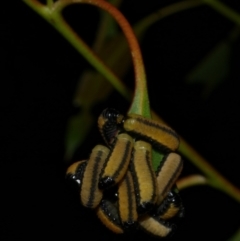 Paropsisterna cloelia at WendyM's farm at Freshwater Ck. - 6 Feb 2023 by WendyEM