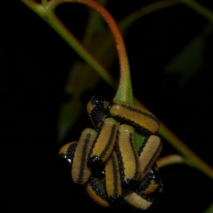 Paropsisterna cloelia at WendyM's farm at Freshwater Ck. - 6 Feb 2023 10:21 PM