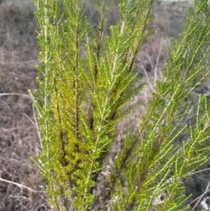 Cassinia sifton at QPRC LGA - 16 Jun 2024 04:31 PM