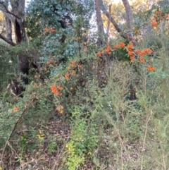 Pyracantha angustifolia at QPRC LGA - 16 Jun 2024 04:21 PM