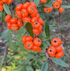 Pyracantha angustifolia at QPRC LGA - 16 Jun 2024 04:21 PM