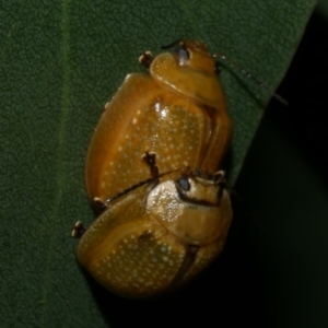 Paropsisterna cloelia at WendyM's farm at Freshwater Ck. - 6 Feb 2023