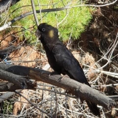 Zanda funerea (Yellow-tailed Black-Cockatoo) at Molonglo, ACT - 16 Jun 2024 by jmcleod