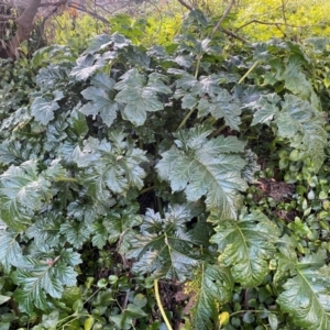 Acanthus mollis at QPRC LGA - 16 Jun 2024 04:17 PM