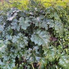 Acanthus mollis at QPRC LGA - 16 Jun 2024 04:17 PM