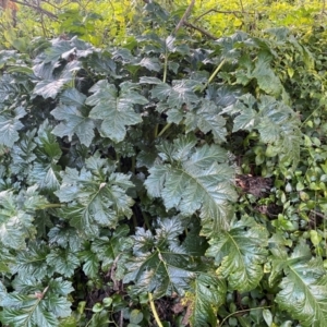 Acanthus mollis at QPRC LGA - 16 Jun 2024 04:17 PM