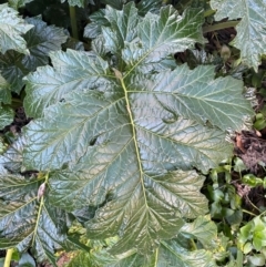 Acanthus mollis at QPRC LGA - 16 Jun 2024 04:17 PM