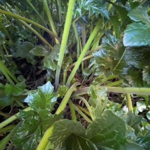 Acanthus mollis at QPRC LGA - 16 Jun 2024 04:17 PM