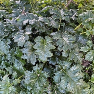 Acanthus mollis at QPRC LGA - 16 Jun 2024 04:17 PM