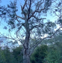 Eucalyptus bridgesiana (Apple Box) at QPRC LGA - 16 Jun 2024 by SteveBorkowskis