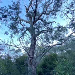 Eucalyptus bridgesiana at QPRC LGA - 16 Jun 2024 04:10 PM