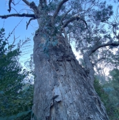 Eucalyptus bridgesiana at QPRC LGA - 16 Jun 2024 04:10 PM