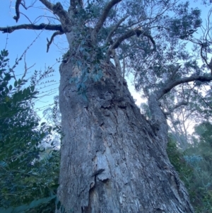 Eucalyptus bridgesiana at QPRC LGA - 16 Jun 2024 04:10 PM