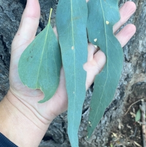 Eucalyptus bridgesiana at QPRC LGA - 16 Jun 2024 04:10 PM