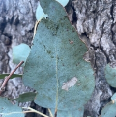 Eucalyptus bridgesiana at QPRC LGA - 16 Jun 2024 04:10 PM