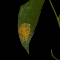 Paropsisterna cloelia (Eucalyptus variegated beetle) at Freshwater Creek, VIC - 6 Feb 2023 by WendyEM