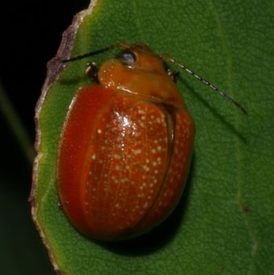 Paropsisterna cloelia (Eucalyptus variegated beetle) at WendyM's farm at Freshwater Ck. - 6 Feb 2023 by WendyEM