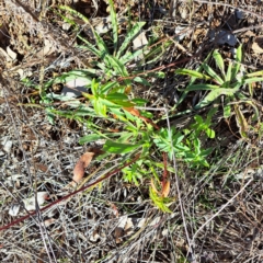 Euphorbia oblongata (Egg-leaf Spurge) at Hackett, ACT - 16 Jun 2024 by abread111