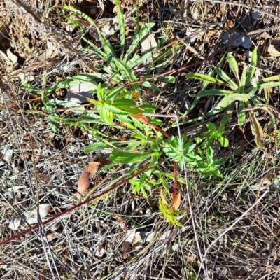 Euphorbia oblongata (Egg-leaf Spurge) at Mount Ainslie - 16 Jun 2024 by abread111
