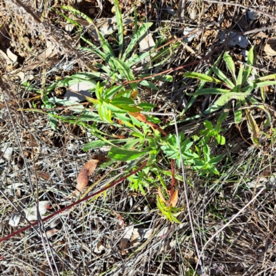 Euphorbia oblongata (Egg-leaf Spurge) at Hackett, ACT - 16 Jun 2024 by abread111