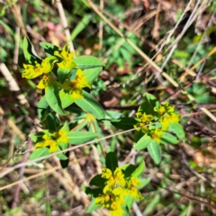 Euphorbia oblongata at Mount Ainslie - 16 Jun 2024