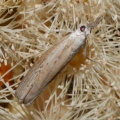 Culladia cuneiferellus (Crambinae moth) at WendyM's farm at Freshwater Ck. - 6 Feb 2023 by WendyEM