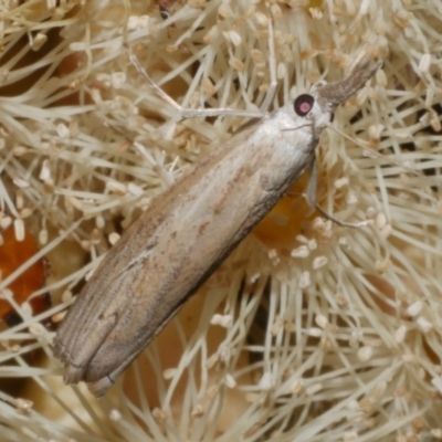 Culladia cuneiferellus (Crambinae moth) at WendyM's farm at Freshwater Ck. - 6 Feb 2023 by WendyEM