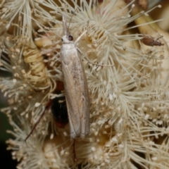 Culladia cuneiferellus at WendyM's farm at Freshwater Ck. - 6 Feb 2023 10:09 PM