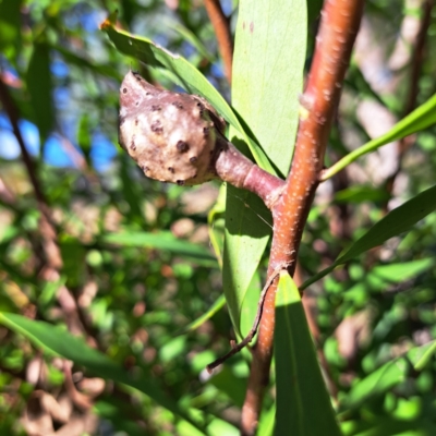 Hakea salicifolia subsp. salicifolia (Willow-leaved Hakea) at Mount Ainslie - 16 Jun 2024 by abread111