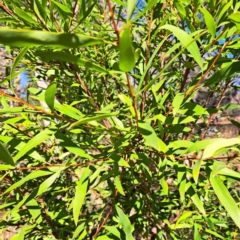 Hakea salicifolia subsp. salicifolia at Mount Ainslie - 16 Jun 2024