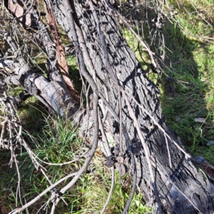 Hakea salicifolia subsp. salicifolia at Mount Ainslie - 16 Jun 2024