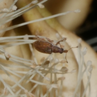 Unidentified Weevil (Curculionoidea) at Freshwater Creek, VIC - 6 Feb 2023 by WendyEM