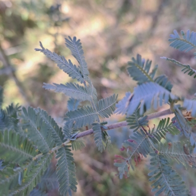 Acacia baileyana (Cootamundra Wattle, Golden Mimosa) at Mount Ainslie - 16 Jun 2024 by abread111