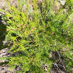 Grevillea sp. (Grevillea) at Mount Ainslie - 16 Jun 2024 by abread111