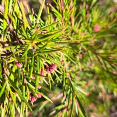 Grevillea sp. at Mount Ainslie - 16 Jun 2024