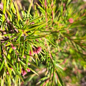 Grevillea sp. at Mount Ainslie - 16 Jun 2024