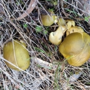 Cortinarius austrovenetus at QPRC LGA - 16 Jun 2024