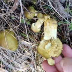 Cortinarius austrovenetus at QPRC LGA - 16 Jun 2024