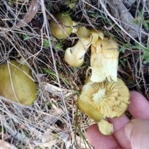 Cortinarius austrovenetus at QPRC LGA - 16 Jun 2024