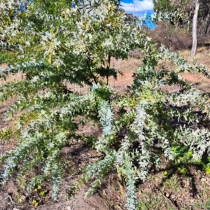 Acacia baileyana at Mount Ainslie - 16 Jun 2024