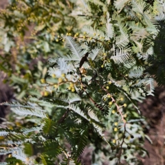 Acacia baileyana at Mount Ainslie - 16 Jun 2024 01:52 PM