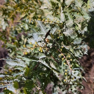 Acacia baileyana at Mount Ainslie - 16 Jun 2024