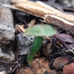 Gliophorus graminicolor (Slimy Green Waxcap) at QPRC LGA - 13 Jun 2024 by clarehoneydove